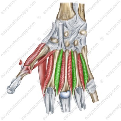 Hohlhandseitige Zwischenknochenmuskeln (mm. interossei palmares)